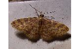 Idaea Idaea