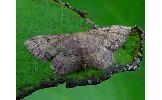 Idaea Idaea