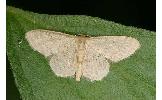 Idaea sp.