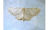 Idaea Idaea