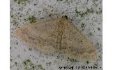 Idaea sp.