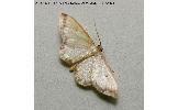 Idaea Idaea