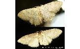 Idaea Idaea