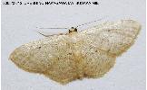 Idaea sp.