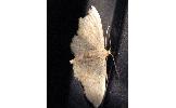 Idaea sp.