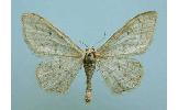 Idaea Idaea