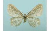 Idaea Idaea