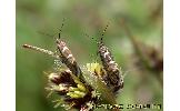 Glyphipterix nigromarginata