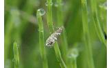 Glyphipterix nigromarginata