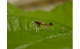 Caloptilia Caloptilia