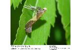 Caloptilia Caloptilia