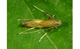 Caloptilia sp.