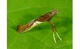 Caloptilia sp.