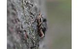 Phyllonorycter Phyllonorycter