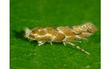 Phyllonorycter Phyllonorycter