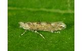 Phyllonorycter Phyllonorycter