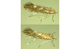 Phyllonorycter Phyllonorycter