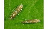 Phyllonorycter Phyllonorycter