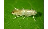 Phyllonorycter sp.