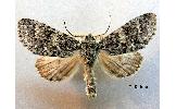 Subacronicta concerpta