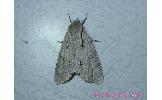 Acronicta major