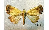 Xanthodes albago