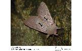 Orthosia Orthosia