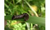 Melanchra sp.