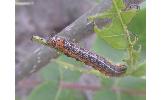 Orthosia limbata