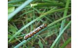 Spodoptera Spodoptera