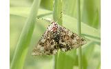 Heliothis maritima adaucta