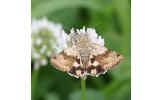 Heliothis maritima adaucta