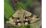 Heliothis maritima adaucta