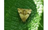 Heliothis maritima adaucta