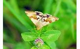 Heliothis maritima adaucta