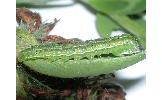 Heliothis maritima adaucta