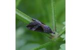 Hypena trigonalis