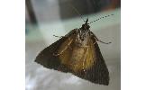 Hypena trigonalis