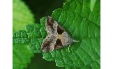 Hypena trigonalis