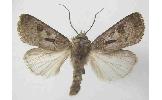 Agrotis Agrotis