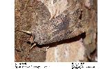 Agrotis Agrotis