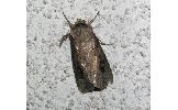 Agrotis Agrotis