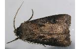 Agrotis Agrotis