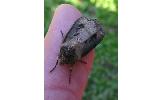 Agrotis Agrotis