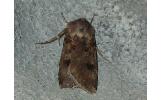 Agrotis Agrotis