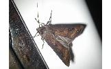 Agrotis Agrotis