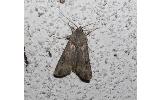 Agrotis Agrotis