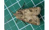 Agrotis Agrotis