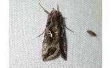 Autographa Autographa