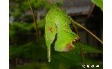 Tarsolepis japonica japonica